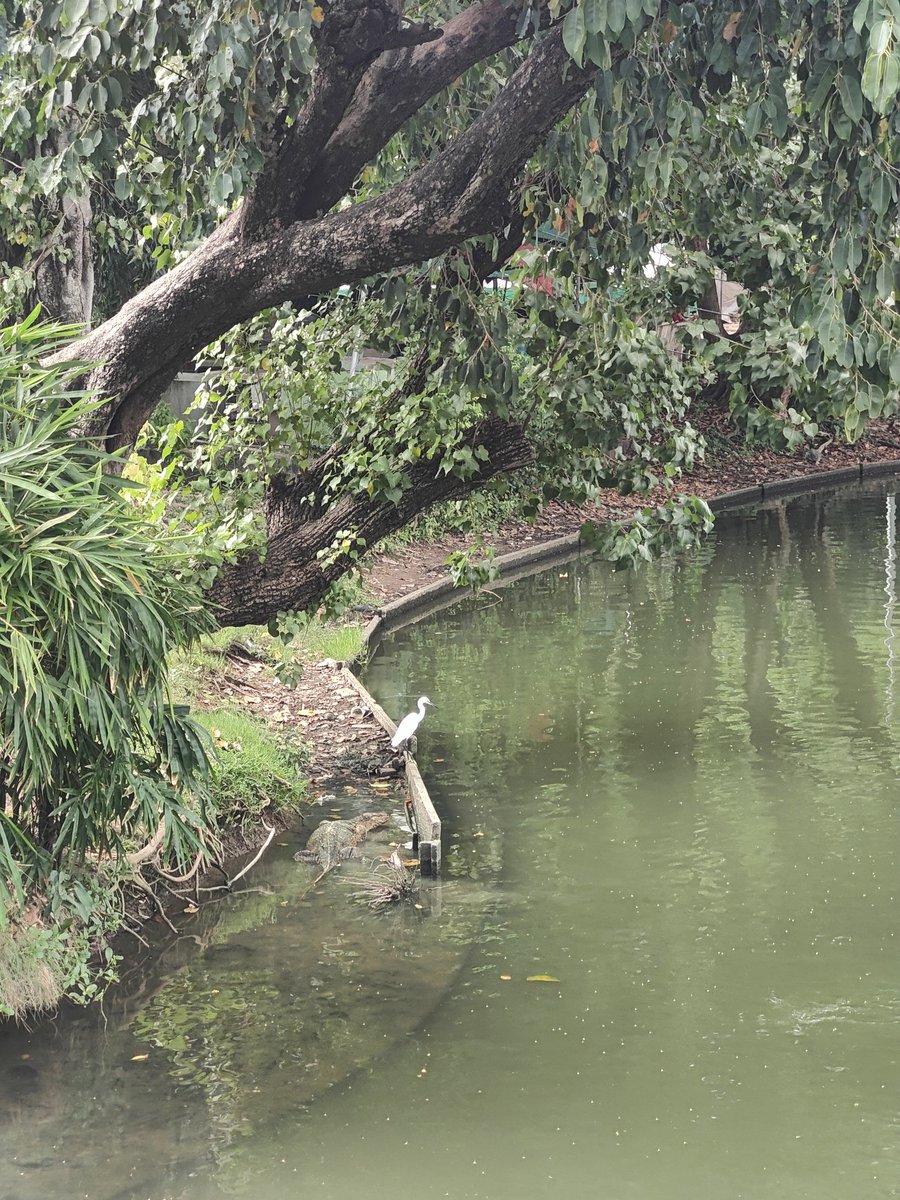 Fang Wang tweet media