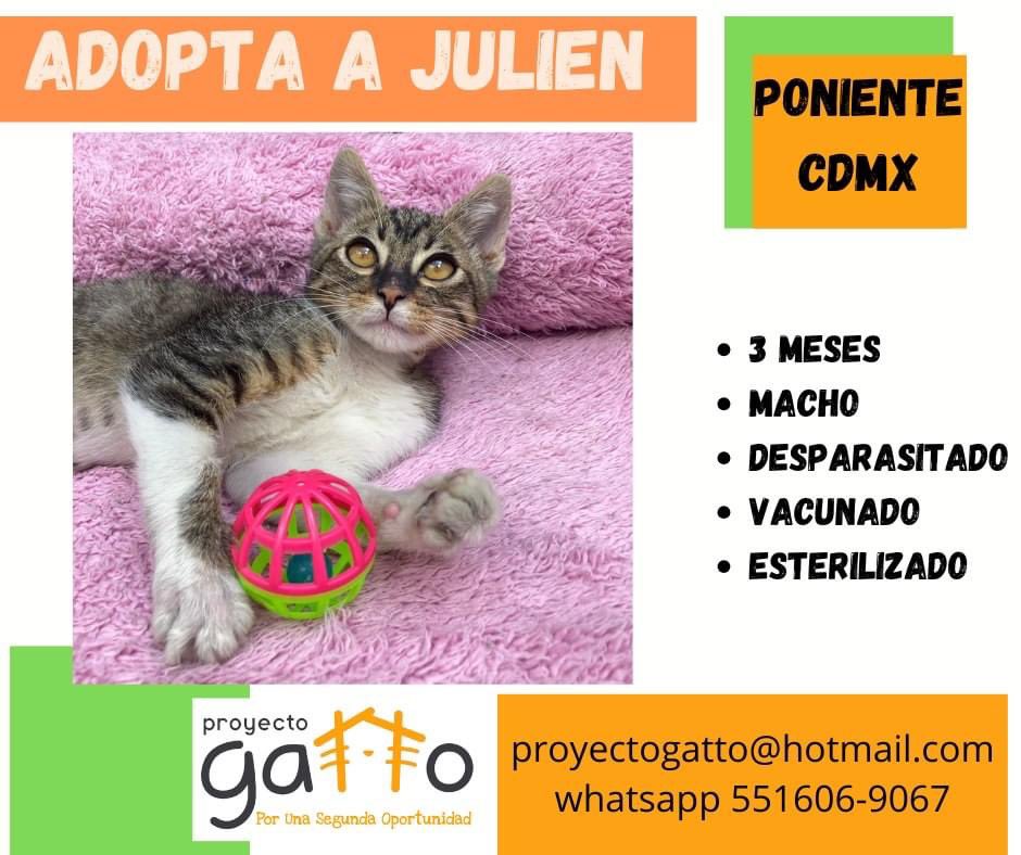 proyecto_gatto's tweet photo. @lagateria Todos nuestros gatitos están en espera de una linda familia, hoy tú podrías cambiar la vida de alguno de estos preciosos… anímate seguro que no te vas a arrepentir…#porunasegundaoportunidad #miaufest #cats #cat #catlover #adoptanocompres #gatitos #love https://t.co/HacLVkuI33