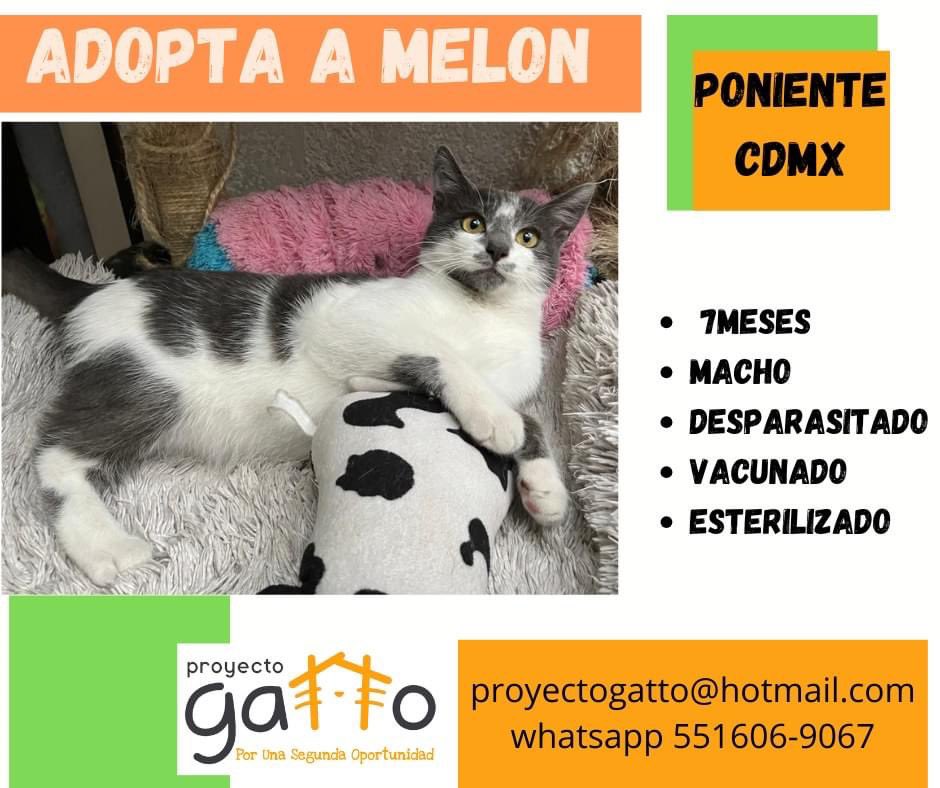proyecto_gatto's tweet photo. @lagateria Todos nuestros gatitos están en espera de una linda familia, hoy tú podrías cambiar la vida de alguno de estos preciosos… anímate seguro que no te vas a arrepentir…#porunasegundaoportunidad #miaufest #cats #cat #catlover #adoptanocompres #gatitos #love https://t.co/HacLVkuI33
