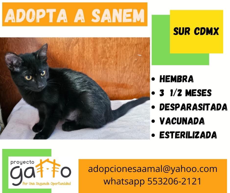 proyecto_gatto's tweet photo. @lagateria Todos nuestros gatitos están en espera de una linda familia, hoy tú podrías cambiar la vida de alguno de estos preciosos… anímate seguro que no te vas a arrepentir…#porunasegundaoportunidad #miaufest #cats #cat #catlover #adoptanocompres #gatitos #love https://t.co/HacLVkuI33