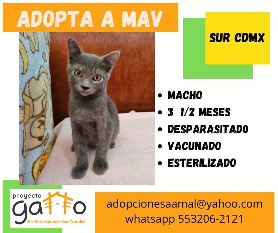 proyecto_gatto's tweet photo. @lagateria Todos nuestros gatitos están en espera de una linda familia, hoy tú podrías cambiar la vida de alguno de estos preciosos… anímate seguro que no te vas a arrepentir… #porunasegundaoportunidad #miaufest #cats #cat #catlover #adoptanocompres #rt #gatitos #love https://t.co/fY2jrA5HJ2