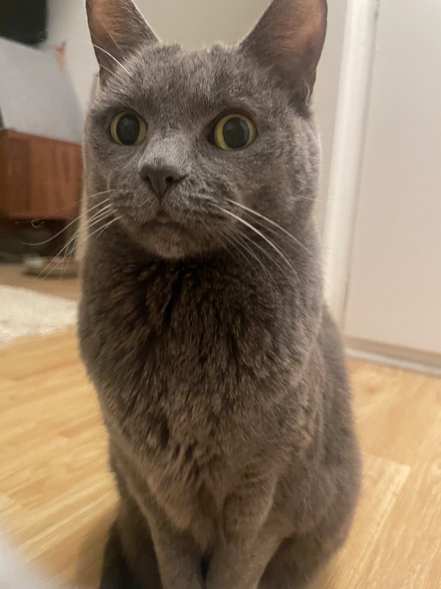 Tfw you realize you’re not an only child anymore 🙀

#CatsofTwittter  #Caturday #CaturdayEve