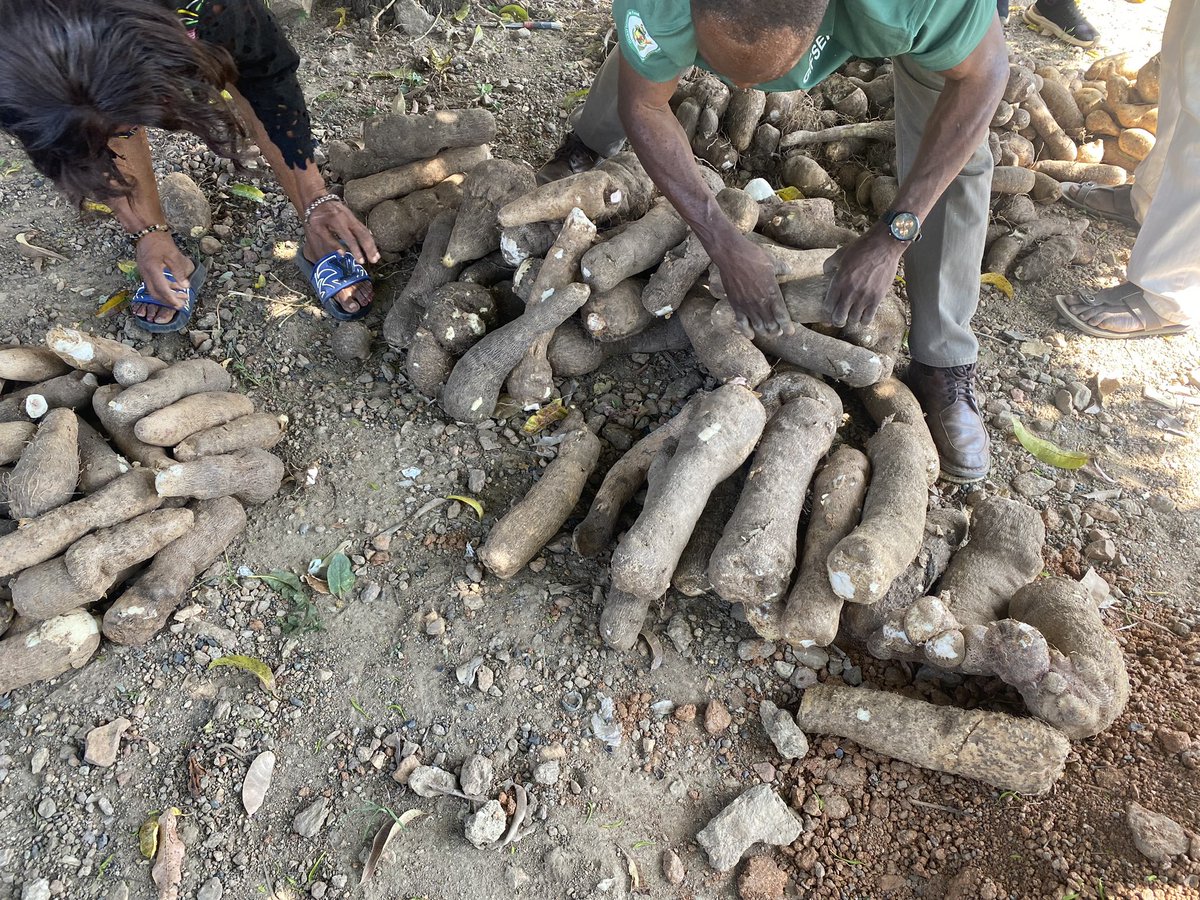 miketerungwa's tweet photo. Yesterday was harvest day at GIFSEP #UrbanFarm #Garden in #Abuja 
Sack farming works people, build climate resilience with urban farming, your #food sovereignty starts with you, No rain, no Wahala, plant, irrigate harvest
#Organic
#OperationFeedYourSelf 
@gifsep4climate 
#COP29 https://t.co/6C3ONjwrlk