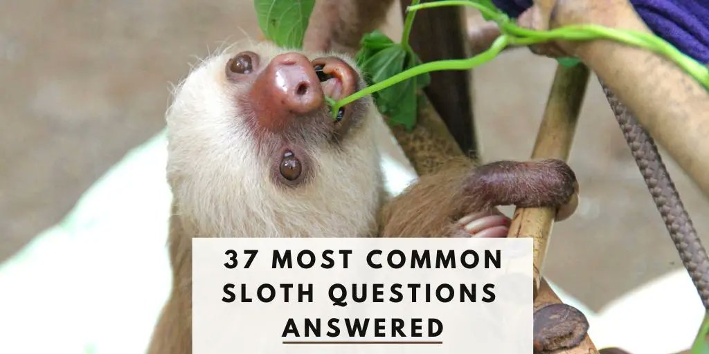 Questions About Sloths (37+ Sloth Questions and Answers) - slothoftheday.com/37-most-common… <a href="/day_sloth/">Sloth Of The Day</a>