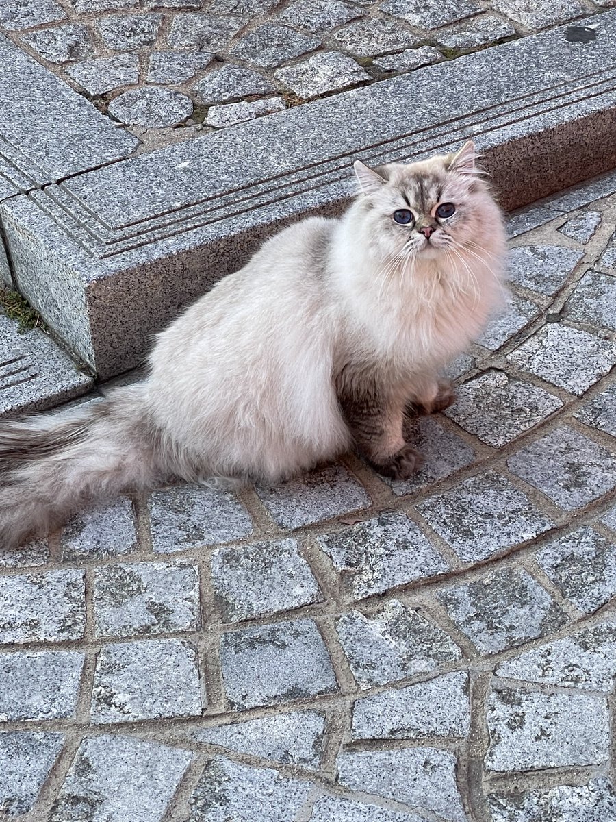 마로니에에 이런 골져스한 아가가 발 시커매진 채로 있는데ㅠㅠㅠㅠ 오뜨케..? ㅠㅡㅜ