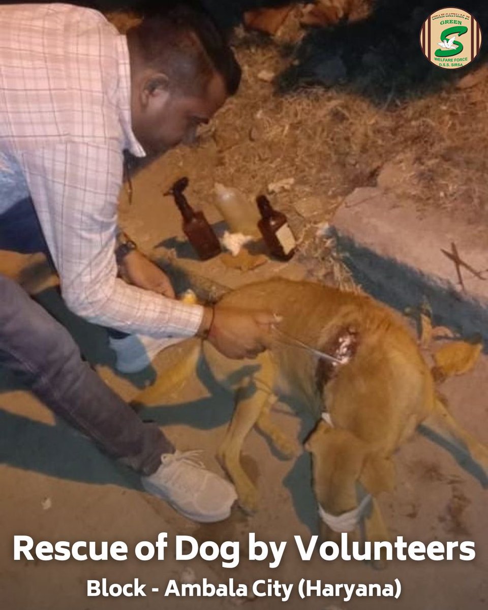 DSSNewsUpdates's tweet photo. Kindness is the language the deaf can hear and the blind can see. Shah Satnam Ji Green 'S' Welfare Committee volunteers, inspired by the teachings of Saint Dr. Ram Rahim Singh Ji Insan, are true champions of compassion. Volunteers from Chughe Kalan, Punjab, rescued a cow trapped in a river, while volunteers from Ambala, Haryana, provided medical care to an injured dog. Their selfless actions highlight the importance of compassion for all living beings. #AnimalRescue #MedicalAid