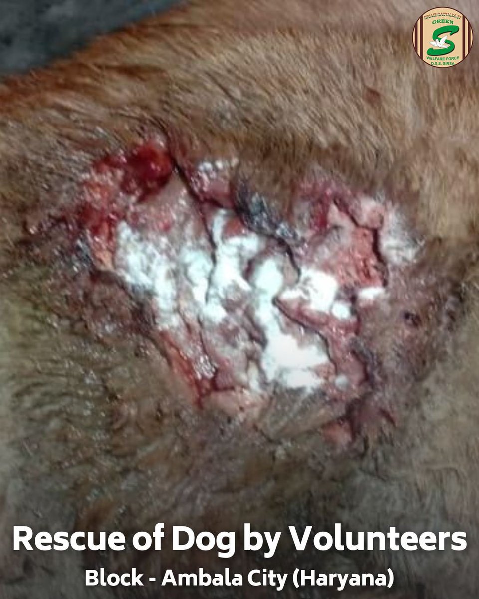 DSSNewsUpdates's tweet photo. Kindness is the language the deaf can hear and the blind can see. Shah Satnam Ji Green 'S' Welfare Committee volunteers, inspired by the teachings of Saint Dr. Ram Rahim Singh Ji Insan, are true champions of compassion. Volunteers from Chughe Kalan, Punjab, rescued a cow trapped in a river, while volunteers from Ambala, Haryana, provided medical care to an injured dog. Their selfless actions highlight the importance of compassion for all living beings. #AnimalRescue #MedicalAid