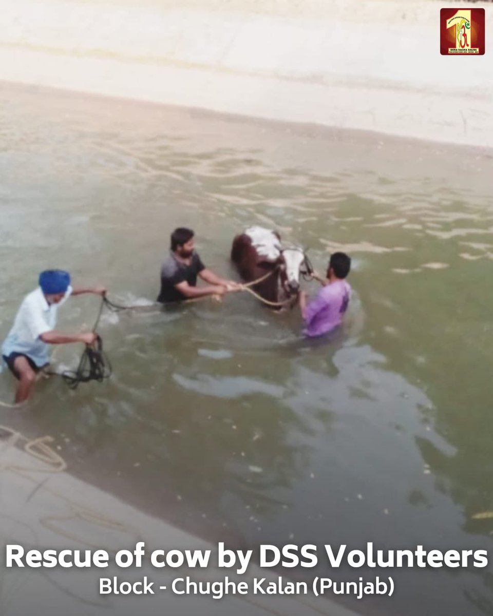 DSSNewsUpdates's tweet photo. Kindness is the language the deaf can hear and the blind can see. Shah Satnam Ji Green 'S' Welfare Committee volunteers, inspired by the teachings of Saint Dr. Ram Rahim Singh Ji Insan, are true champions of compassion. Volunteers from Chughe Kalan, Punjab, rescued a cow trapped in a river, while volunteers from Ambala, Haryana, provided medical care to an injured dog. Their selfless actions highlight the importance of compassion for all living beings. #AnimalRescue #MedicalAid