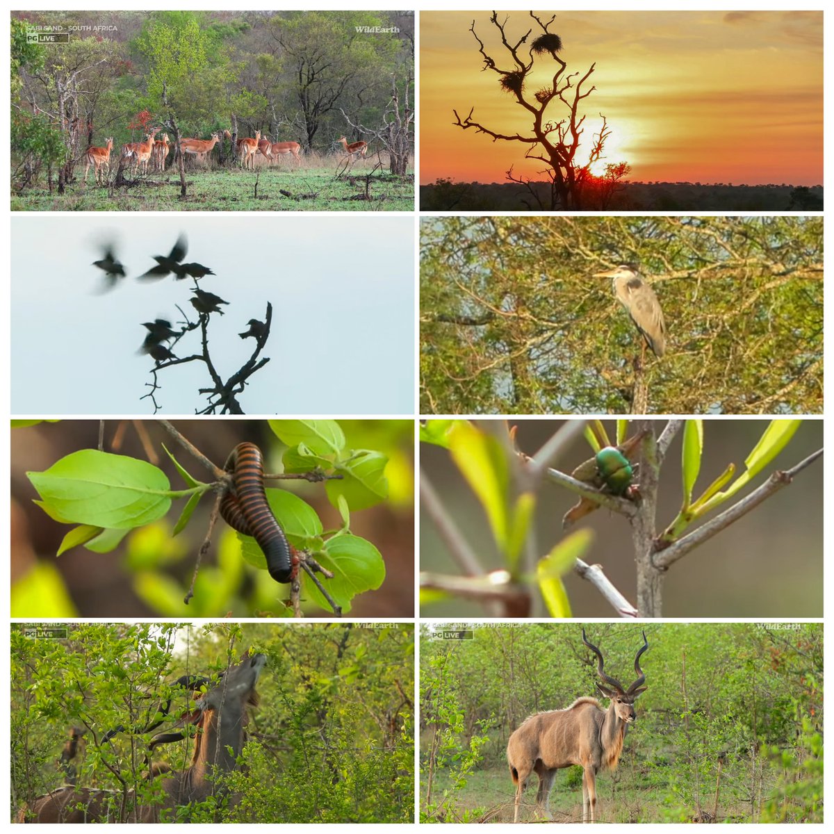 JoyR_1980's tweet image. Sunrise safari 9 November 2024. Amazing morning &amp;amp; wonderful to have @tay_mccurdy back again. Thanks all. 💛 #WildEarth #Tlalamba #Tshipondo #Mantimahle