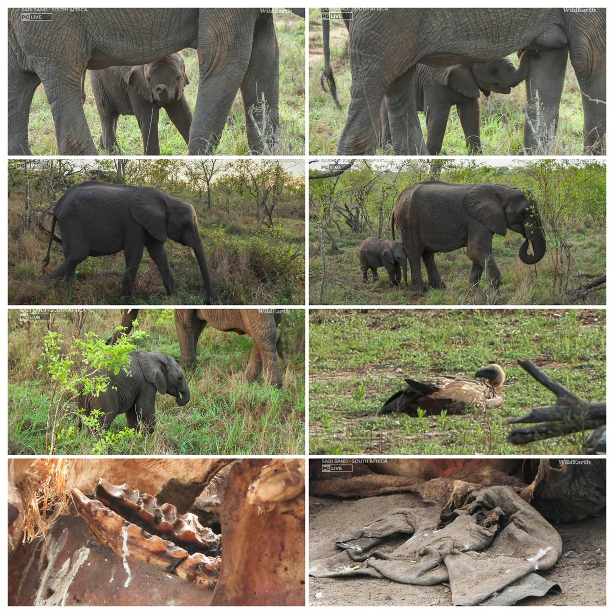 JoyR_1980's tweet image. Sunrise safari 9 November 2024. Amazing morning &amp;amp; wonderful to have @tay_mccurdy back again. Thanks all. 💛 #WildEarth #Tlalamba #Tshipondo #Mantimahle
