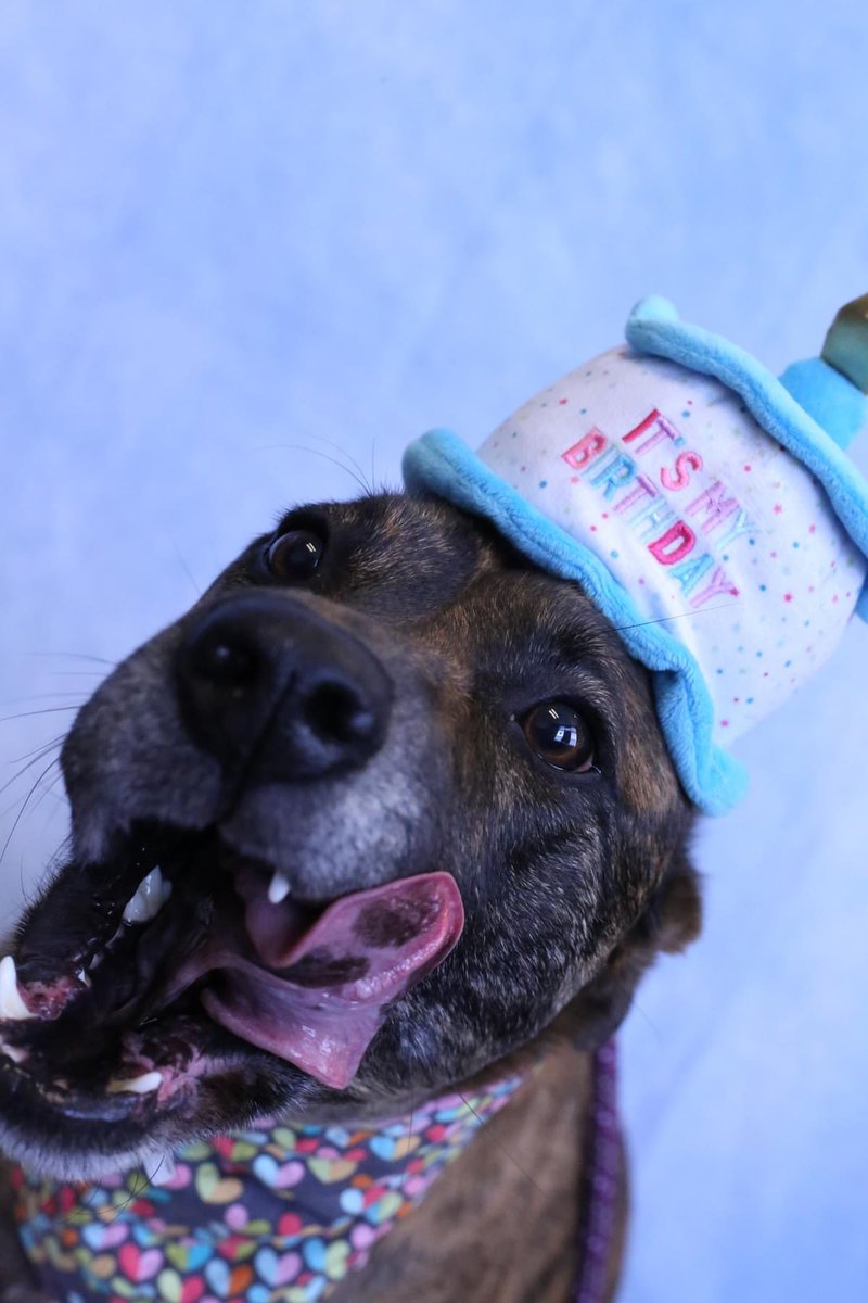 In case anyone needs a bit of a timeline cleanse, here is my dog Cedar celebrating her third birthday at daycare:
