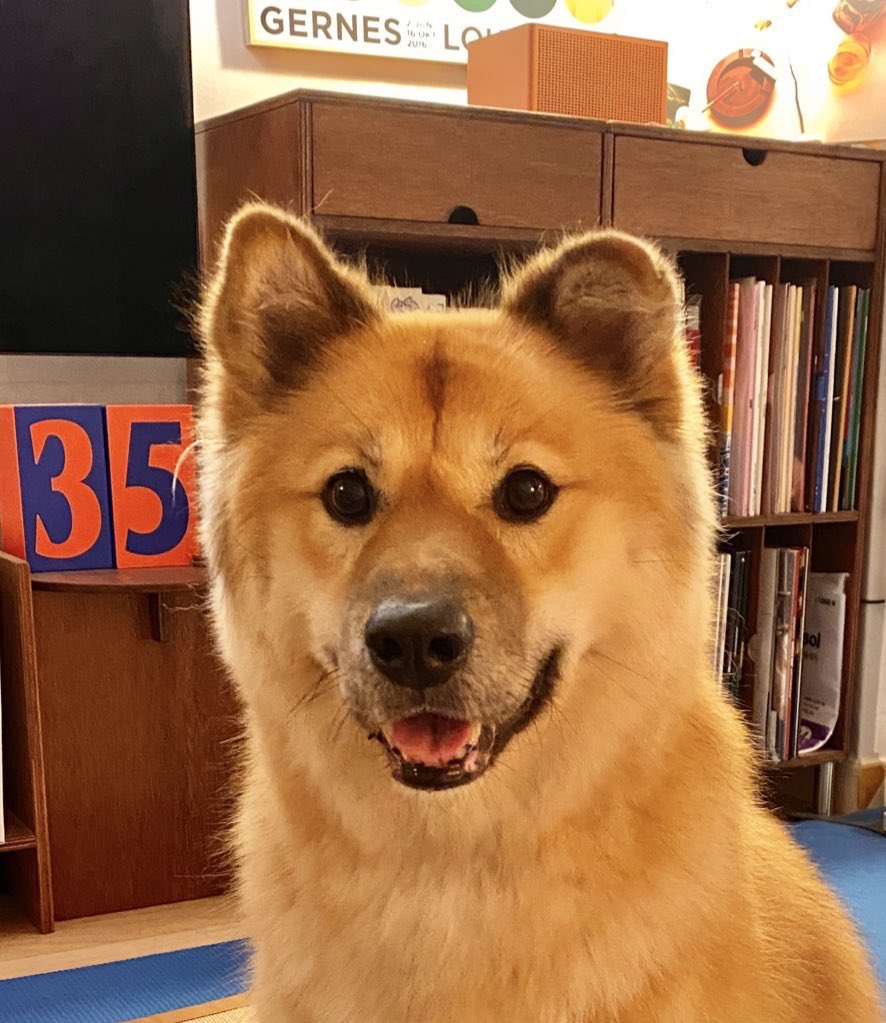 그동안 밀스 예뻐해주셨던 분들도 감사드려요 강아지 엄청 착했으니까 천국가서 어정어정 걸어다니며 우유도 많이먹고 즐겁게 지내고 있겠지요 다른 소식 생기면 말씀드리러 올게요~ 예쁜둥이 왕궁뎅이바보강아지 밀스사랑해~~~ 언니 이제 밀스도 없는데 누구한테 장난치냐~~~~