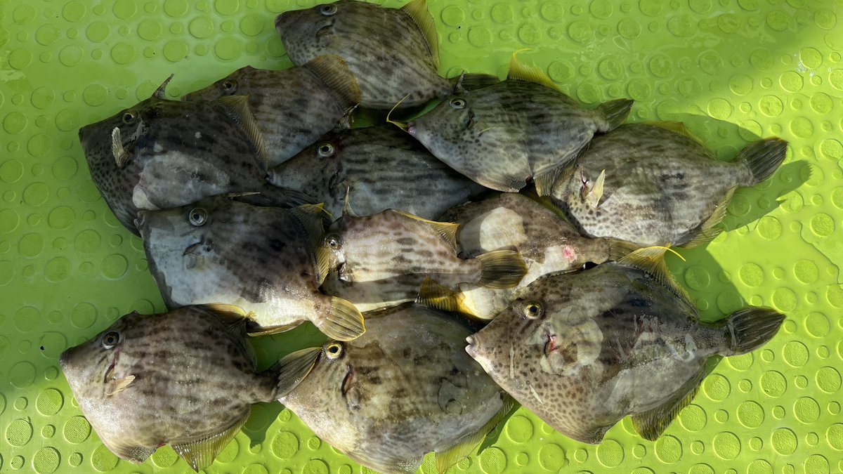 Sablemay's tweet image. 初めてのカワハギ船！
なかなか手強い相手だった。