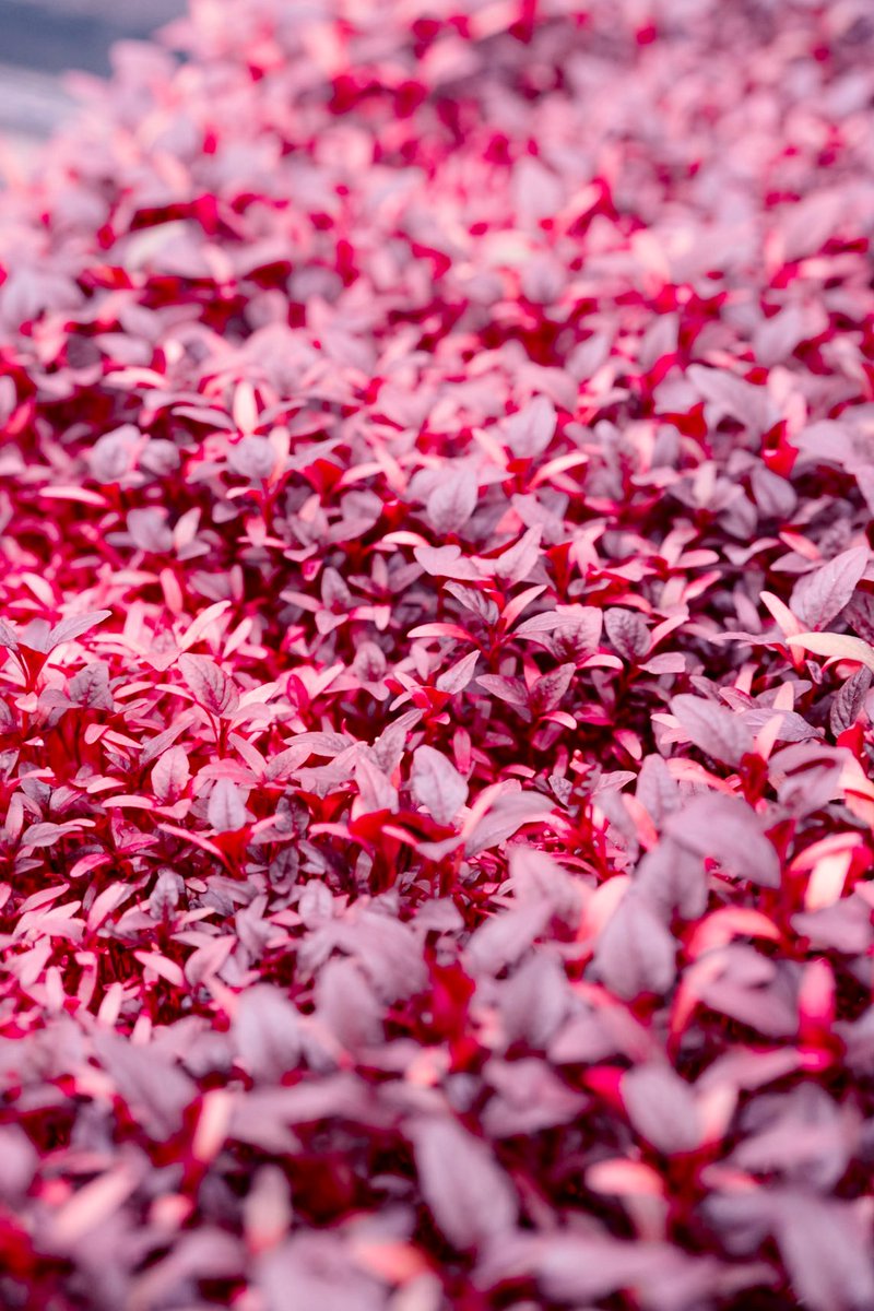 Shipshape Urban Farms tweet media