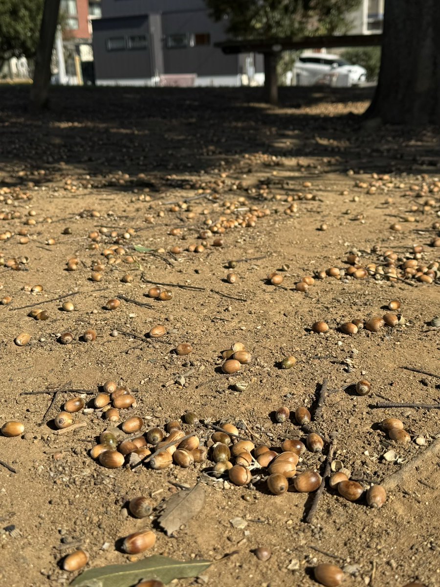 miraidaira_life's tweet image. どんぐりがたくさん
#きょうりゅう公園
#みらい平