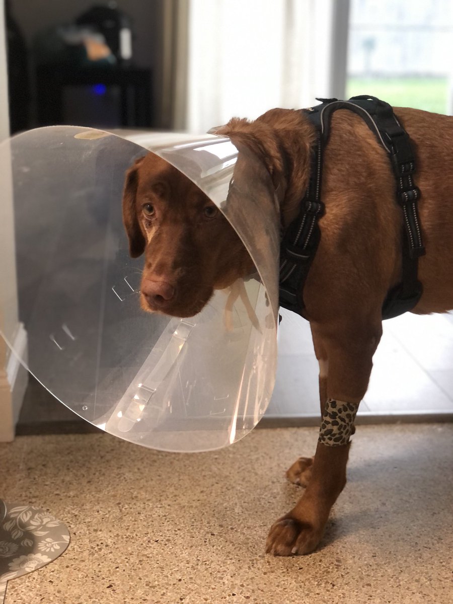 Rubydoobydog's tweet image. Pals, i know i bin not here fur long time. Mine life wuz goin jus fine. Fings wuz good. Den yeserday me goed the vet fur a surgey to take a bump frum by mine eye. Now me getted dis pawful cone 😭 Momma say it gon be fine but me mus keep dis terrible cone fur 2 weeks! Send halp!