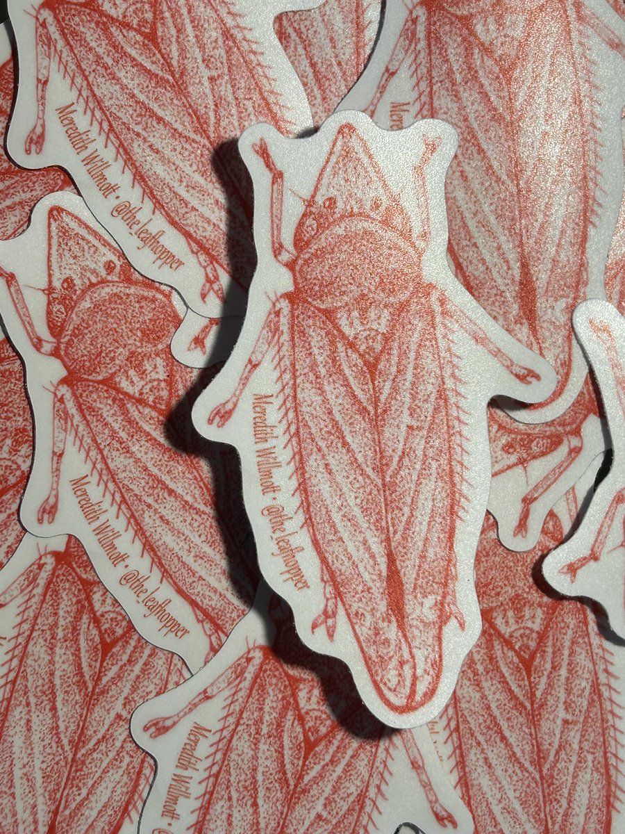 the_leafhopper's tweet image. Come get a sticker if you see me at @EntsocAmerica Conference! Rush shipped and arrived JUST in time!