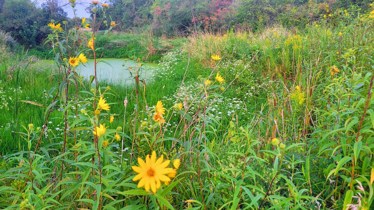 "In the midst of winter, I found there was, within me, an invincible summer.

"And that makes me happy. For it says that no matter how hard the world pushes against me, within me, there’s something stronger – something better, pushing right back."

~Albert Camus

📸@steveakinsseo
