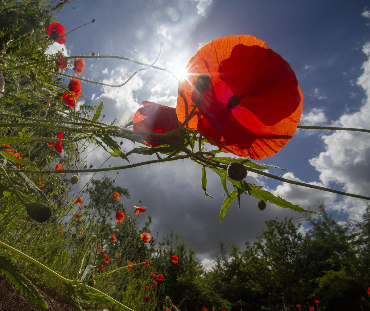 On the morning of July 1st,  1916 the Battle of the Somme started. For the Newfoundland Regiment at Beaumont-Hamel, France, the battle was short. Of the 800 Newfoundlanders that went into battle only 68 were able to answer role call the next day.  #newfoundland 
#Remembrance2024