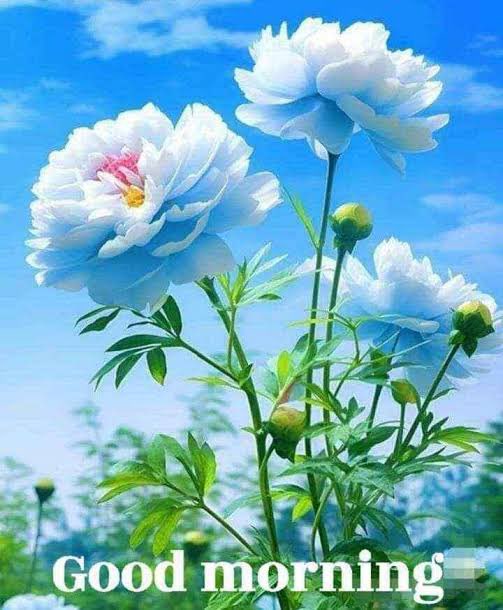 DrSachin4124's tweet photo. #🌹GOOD MORNING FRIENDS 🤗HAVE A NICE DAY 💐
#GoodMorning #flowar #Rose https://t.co/Q9tpoKdkvl