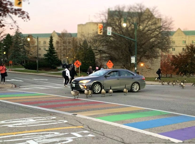 CroseBrooks's tweet photo. Who’s campus is it, really? 🪿@WesternU https://t.co/Xf29oPT3hw