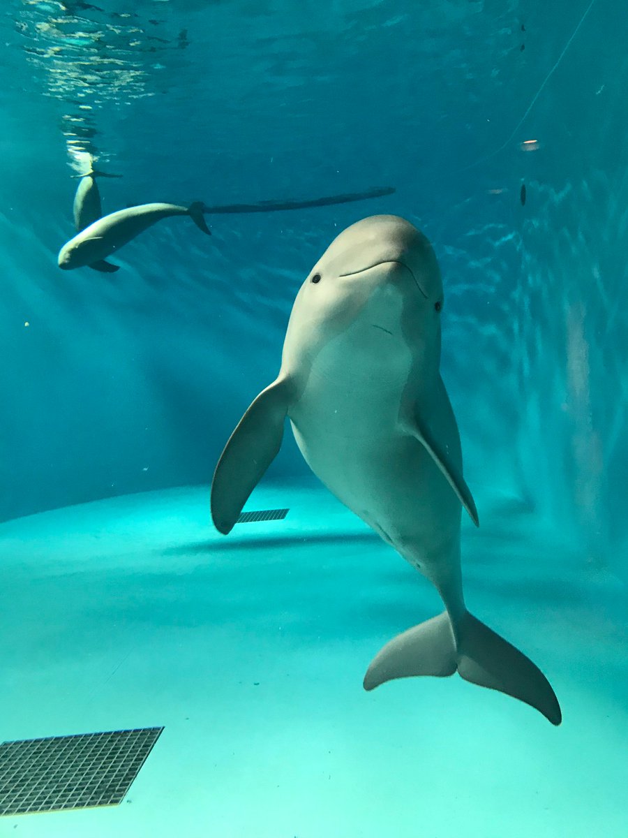 Smiling Dolphin | Miharu tweet media