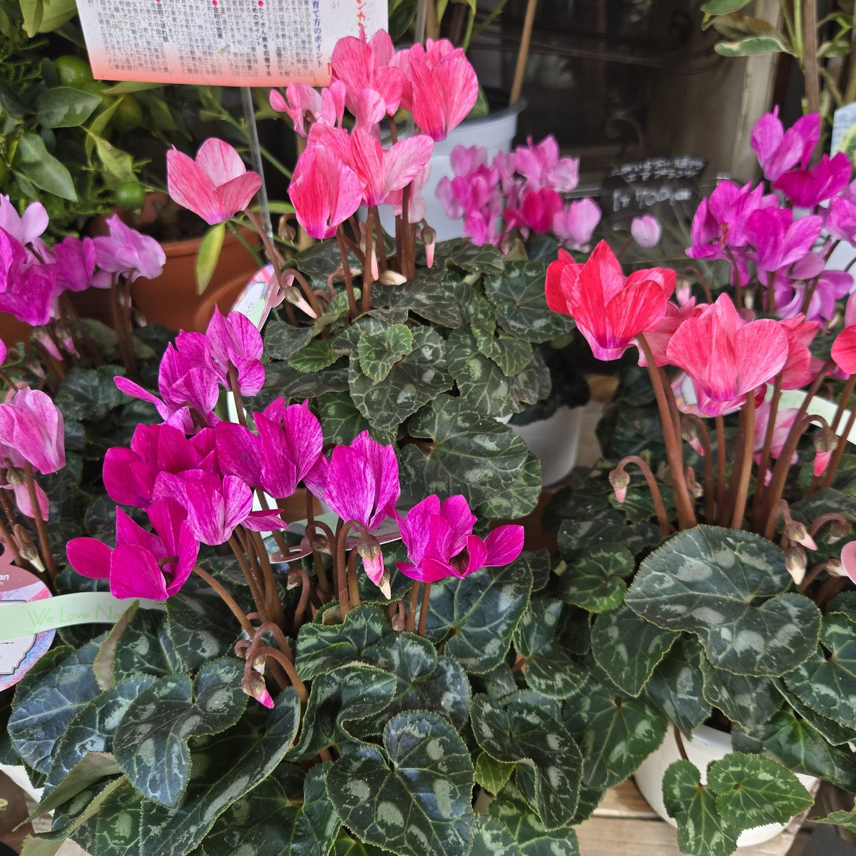 FS_konno's tweet photo. おはようございます!逗子は⛅️
本日も開店営業中!ご来店お待ちいたしております😺
#花 #flower #逗子 #zushi #葉山 #hayama #シクラメン #cyclamen #チェッカーベリー #checkerberry #サボテン #cactus
#おは戦61109🍩ch
#おは戦61109nd 🍩
#企業公式秋のフォロー祭り
#企業公式冬のフォロー祭り
#企業公式相互フォロー
#企業公式さんと繋がりたい
#企業公式相互フォロー祭り
https://t.co/bPtauWH3cs