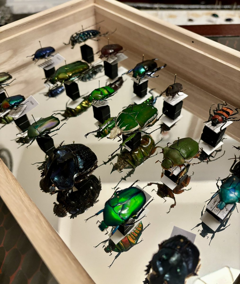 dkyygbs's tweet photo. 在庫が増えてきたので新しい標本箱を作ってみました。

鏡ペフ
量が入れられないため機能性はまずまずですが、こーゆうのやりたくなってしまいますよね。

来週のむし広場でお披露目いたします。

#花と角 https://t.co/slSP0bt1TZ