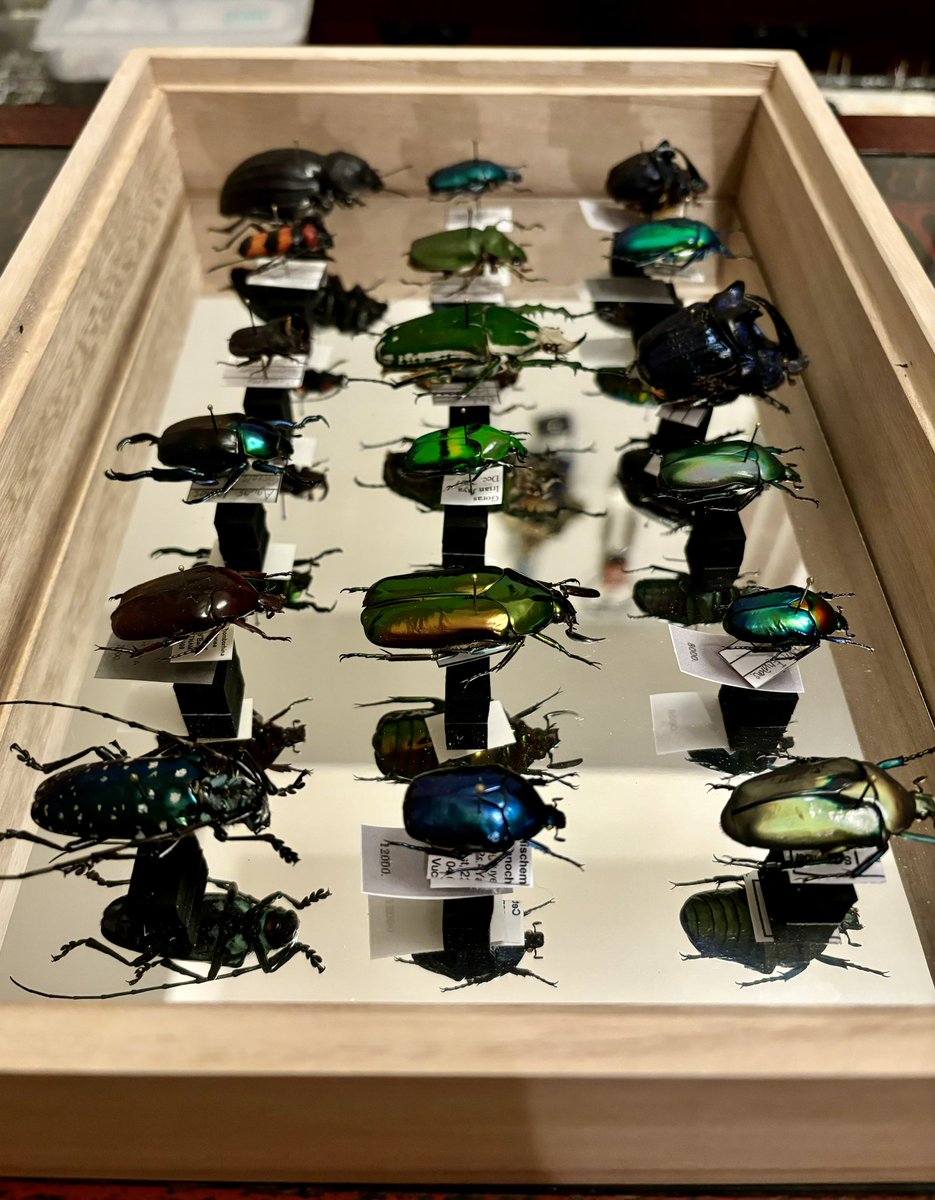 dkyygbs's tweet photo. 在庫が増えてきたので新しい標本箱を作ってみました。

鏡ペフ
量が入れられないため機能性はまずまずですが、こーゆうのやりたくなってしまいますよね。

来週のむし広場でお披露目いたします。

#花と角 https://t.co/slSP0bt1TZ