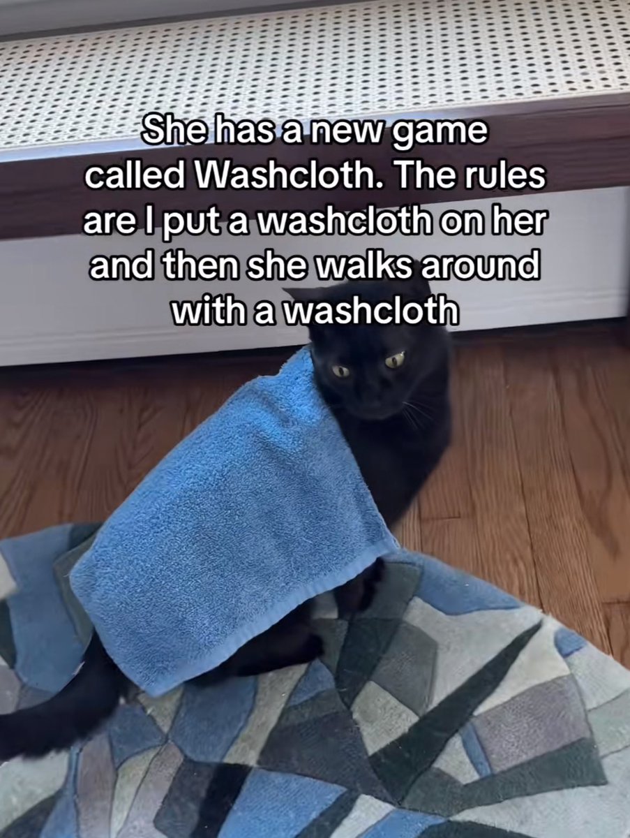 PunchingCat's tweet photo. im crying 😭 she loves her washcloth https://t.co/BhkrWWjJPW