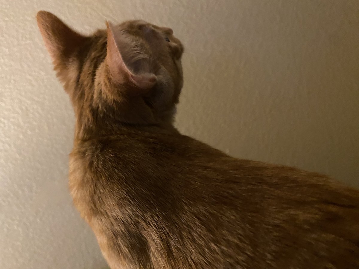 Matt Ramsey tweet media