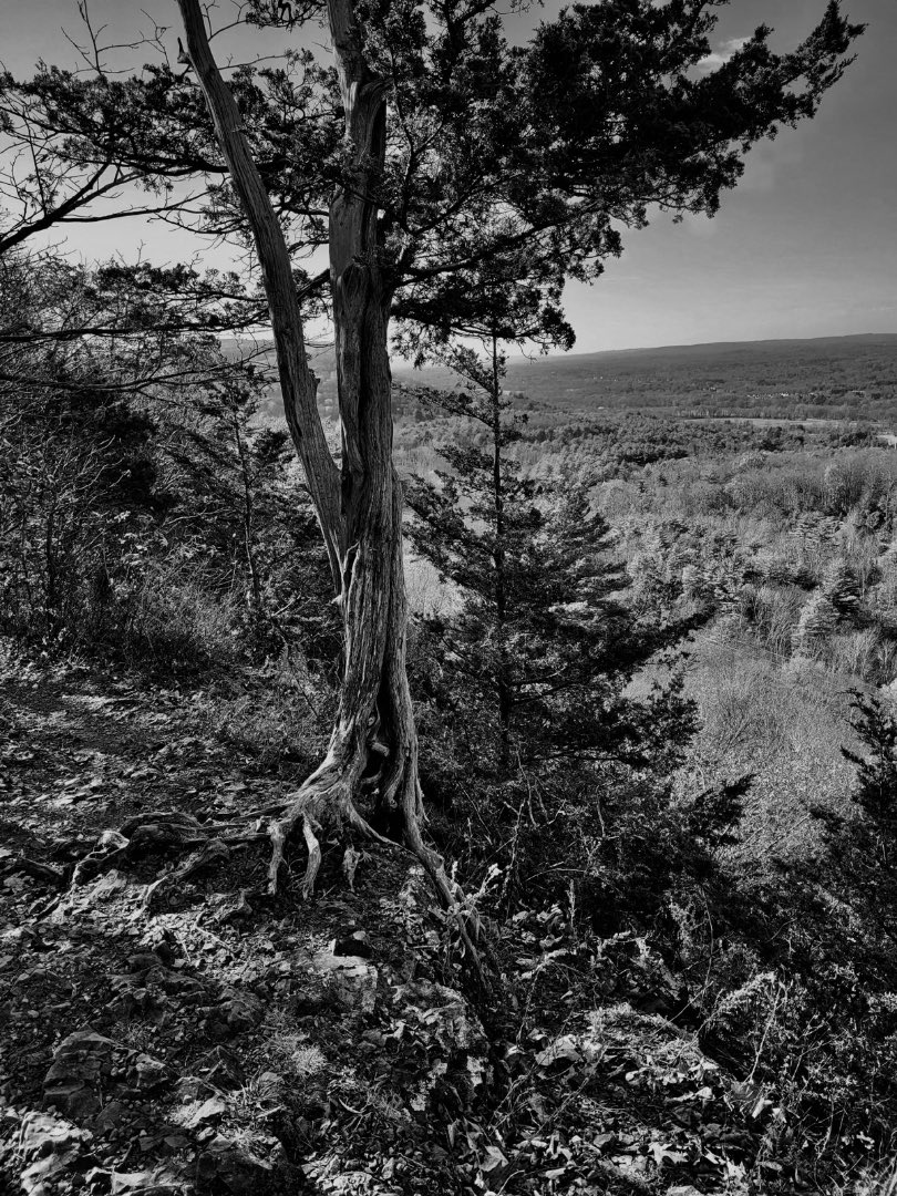 bkaydw's tweet photo. #PostElectionThoughts

A Tree. 
Roots hanging on for dear life. 
On edge. At the edge. 
Ancient intuition digging in. 

And quotes:
Harris: “The fight for freedom, for opportunity, for fairness and the dignity of all people…That is a fight I will never give up.” https://t.co/7cXCAN7oYA