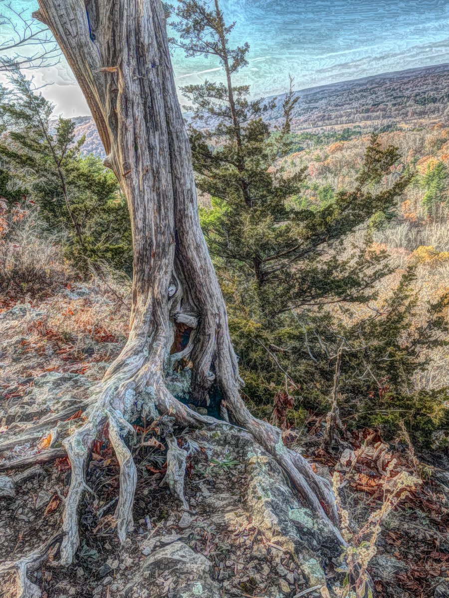 bkaydw's tweet photo. #PostElectionThoughts

A Tree. 
Roots hanging on for dear life. 
On edge. At the edge. 
Ancient intuition digging in. 

And quotes:
Harris: “The fight for freedom, for opportunity, for fairness and the dignity of all people…That is a fight I will never give up.” https://t.co/7cXCAN7oYA