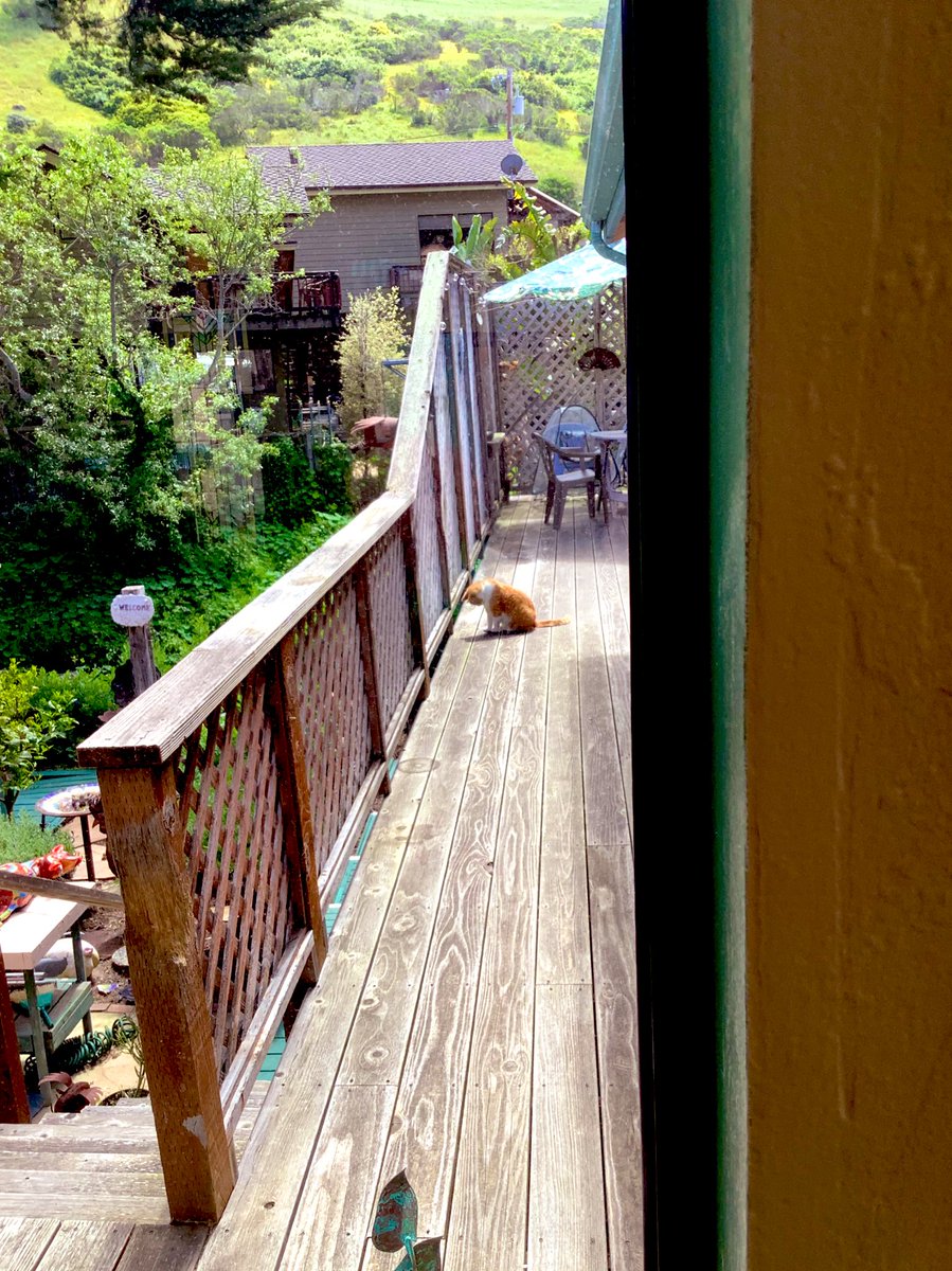 Aunt Innie🌻🇺🇦🟥 tweet media