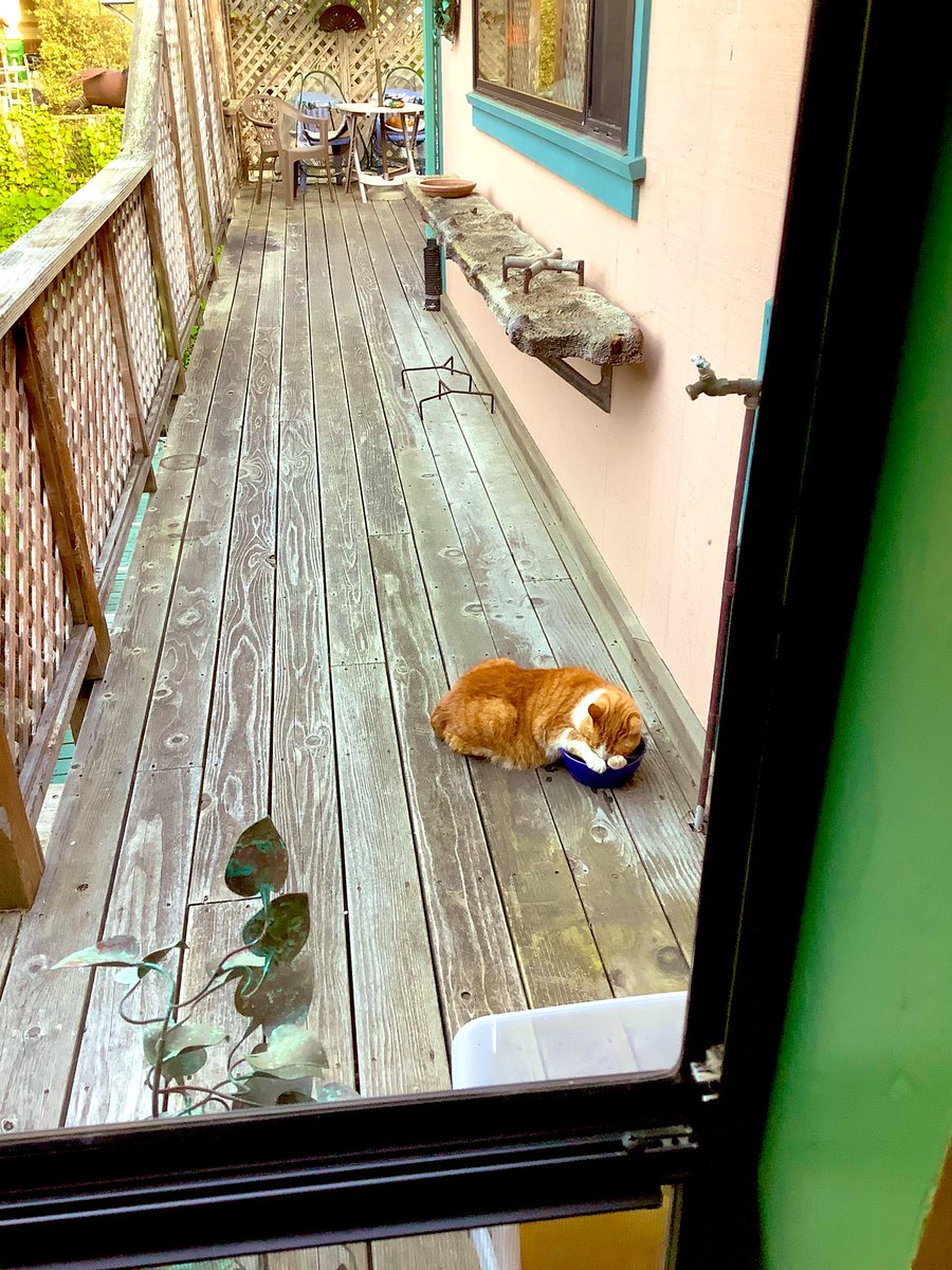 Aunt Innie🌻🇺🇦🟥 tweet media