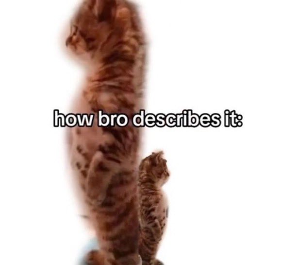 Punch Cat tweet media