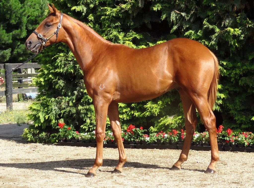 New Zealand Bloodstock tweet media