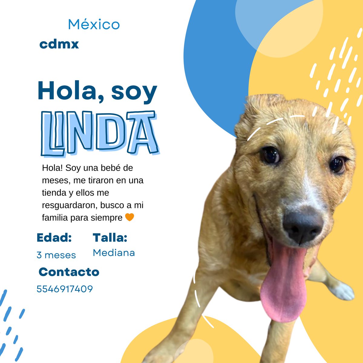 FundacionToby's tweet photo. Amigos nos ayudan a que linda encuentre su hogar para siempre??? https://t.co/U9J5BjoYkY