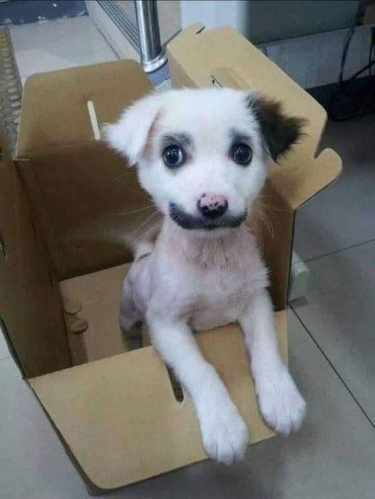 Happy Dog tweet media