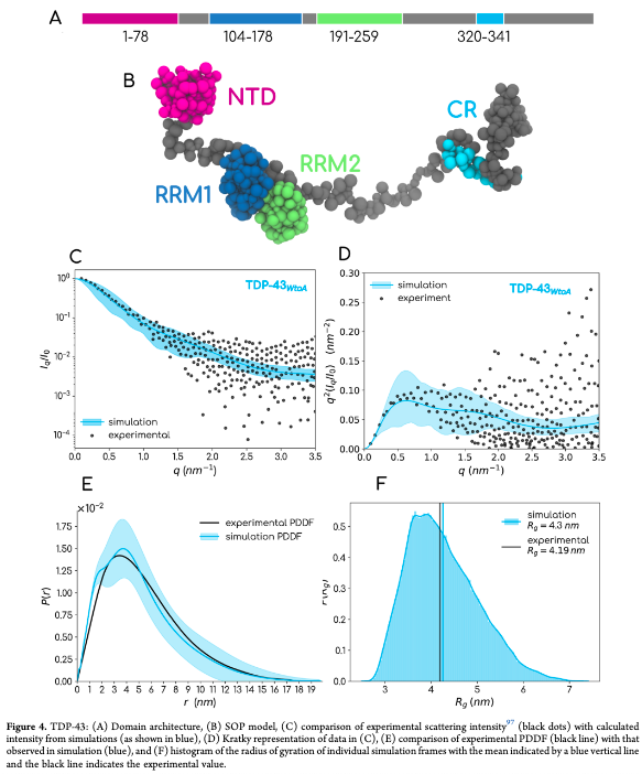 Anand Srivastava (@mbuanand) on Twitter photo pubs.acs.org/doi/full/10.10…
Very chuffed to see this out in <a href="/JCIM_JCTC/">JCIM & JCTC Journals</a>!! CGFF of full length FUS, hnRNPA1, TDP-43, G3BP1, TIA-1, Poly UBQ, HIV GAG and more. Wonderful experience working with <a href="/KrishnaKanthbio/">KrishnaKanth B</a> . Thanks <a href="/LindorffLarsen/">Kresten Lindorff-Larsen</a> <a href="/JeetainMittal/">Mittal Group @TAMU</a> <a href="/debayanbiophys/">Debayan Chakraborty</a> for discussions. pubs.acs.org/doi/full/10.10…
Very chuffed to see this out in <a href="/JCIM_JCTC/">JCIM & JCTC Journals</a>!! CGFF of full length FUS, hnRNPA1, TDP-43, G3BP1, TIA-1, Poly UBQ, HIV GAG and more. Wonderful experience working with <a href="/KrishnaKanthbio/">KrishnaKanth B</a> . Thanks <a href="/LindorffLarsen/">Kresten Lindorff-Larsen</a> <a href="/JeetainMittal/">Mittal Group @TAMU</a> <a href="/debayanbiophys/">Debayan Chakraborty</a> for discussions.