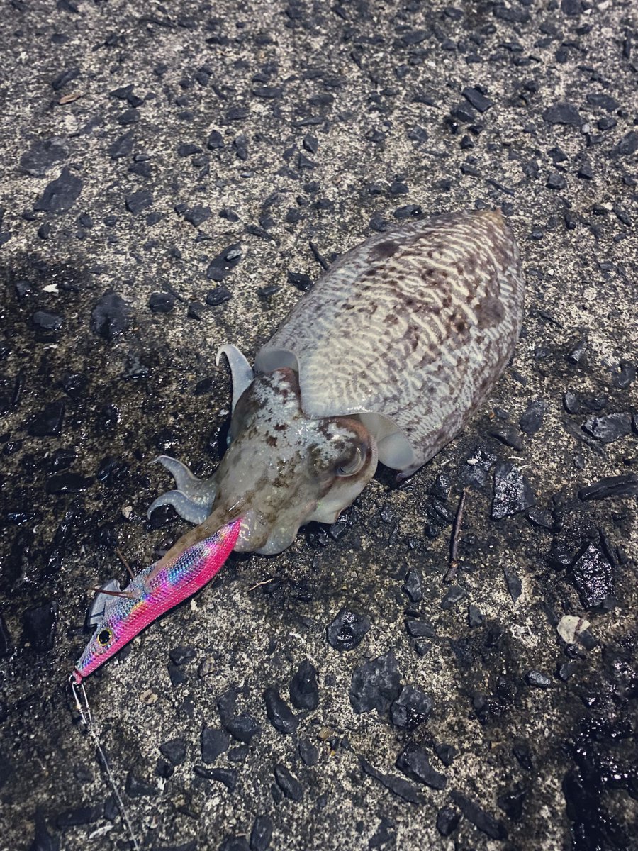 Tkun_109's tweet photo. 10月からイカ釣り始めた！インドア卒業🎣 https://t.co/Nt97xBMsOk