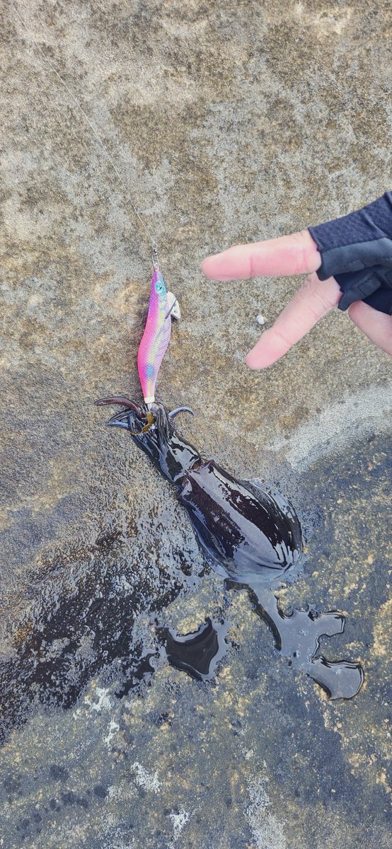 Tkun_109's tweet photo. 10月からイカ釣り始めた！インドア卒業🎣 https://t.co/Nt97xBMsOk
