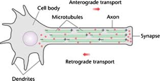 The mystery of consciousness has been such a fascinating discussion and after working on it for a while, I believe that consciousness can be derived from quantum mechanics. I believe that microtubules can be the location of quantum bits in our brains, making us non-computational.
