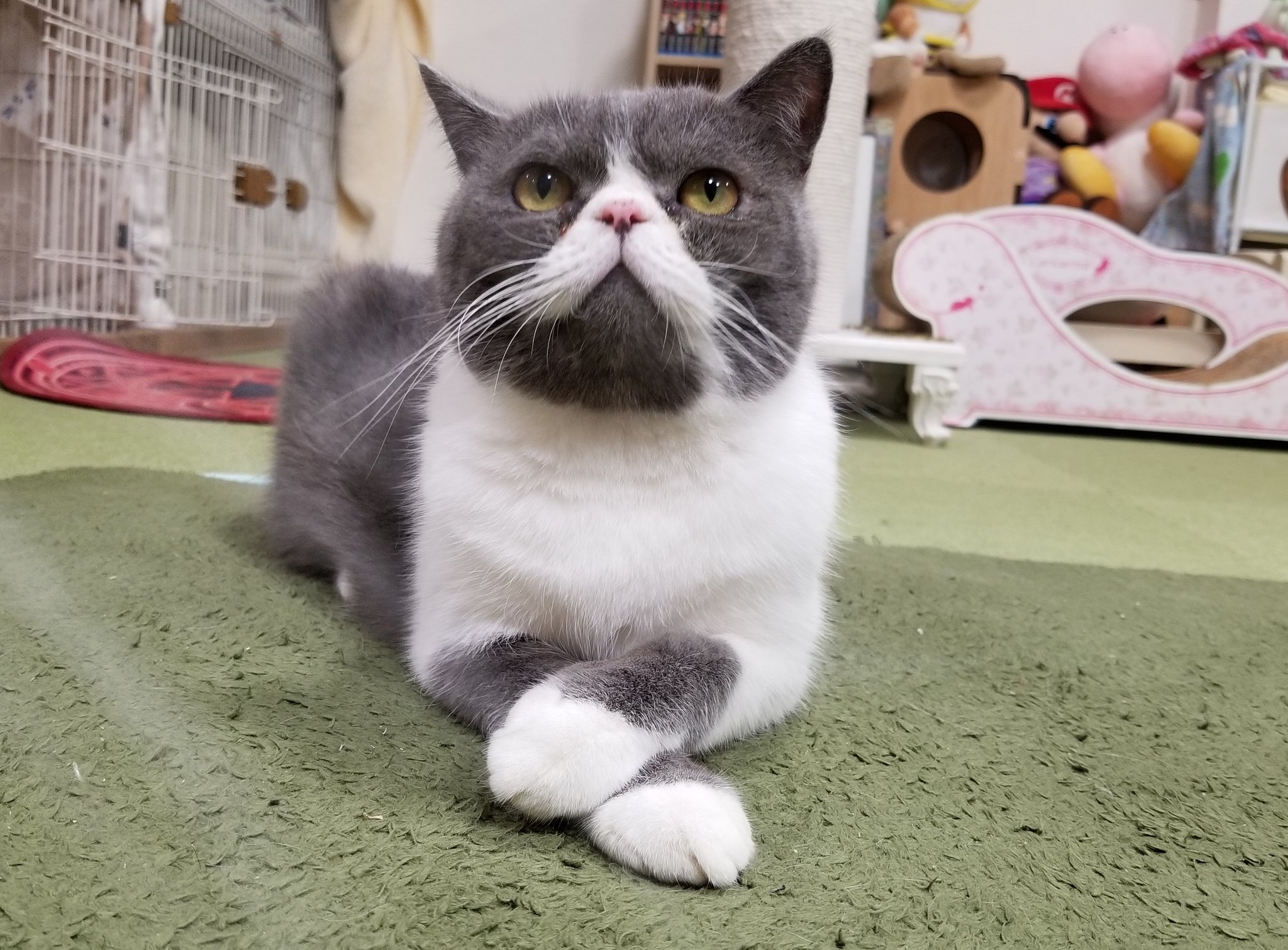 ねこカフェ 猫八＆キャットホテル猫八 on X: 
