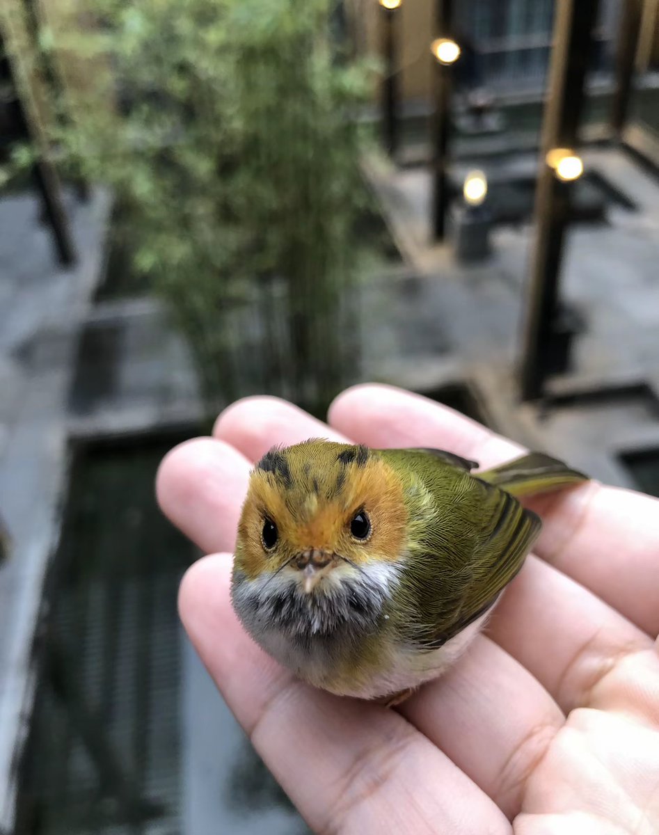 Look, a little bird flew onto my hand this morning!