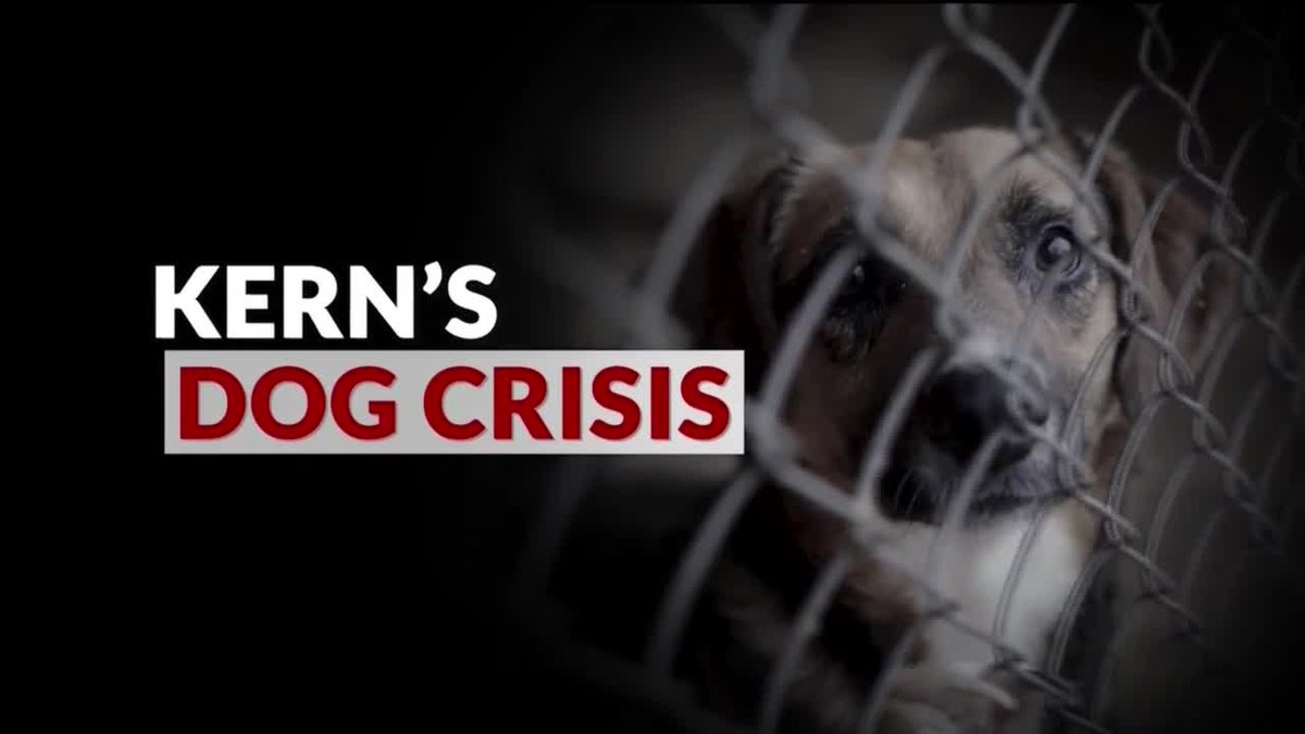 KGETnews's tweet photo. The Kern County Animal Shelter is being joined by over 50 businesses’ and organizations for it’s 5th Annual Mega Pet Adoption Event on Saturday, Nov. 8. The event will be at The Park at Riverwalk off of Stockdale Highway in West Bakersfield at 11 a.m.
https://t.co/ZHkjgxTDUH https://t.co/dvLrM5cieF