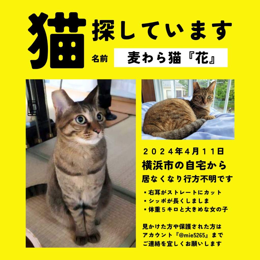 squirrelemi's tweet photo. 猫を探しています。茶系の猫、3歳くらいです。横浜市金沢区富岡東の自宅から外に出てしまい、7ヶ月行方不明です。皆さまいつも拡散してくださり、ありがとうございます。
#猫を探しています 
#拡散希望 
#リポストお願いします 
#横浜市金沢区 
#麦わら猫 https://t.co/IYENdgQZR8