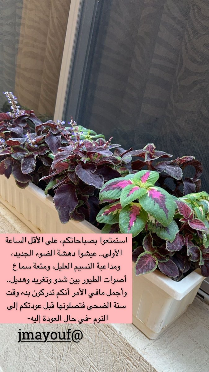 jmayouf's tweet photo. استمتعوا بصباحاتكم، على الأقل الساعة الأولى.. عيشوا دهشة الضوء الجديد، ومداعبة النسيم العليل، ومتعة سماع أصوات الطيور بين شدو وتغريد وهديل.. 
وأجمل مافي الأمر أنكم تدركون بدء وقت سنة الضحى فتصلونها قبل عودتكم إلى النوم -في حال العودة إليه- 

#صباح_الخير https://t.co/fPD6Z7Nj0B
