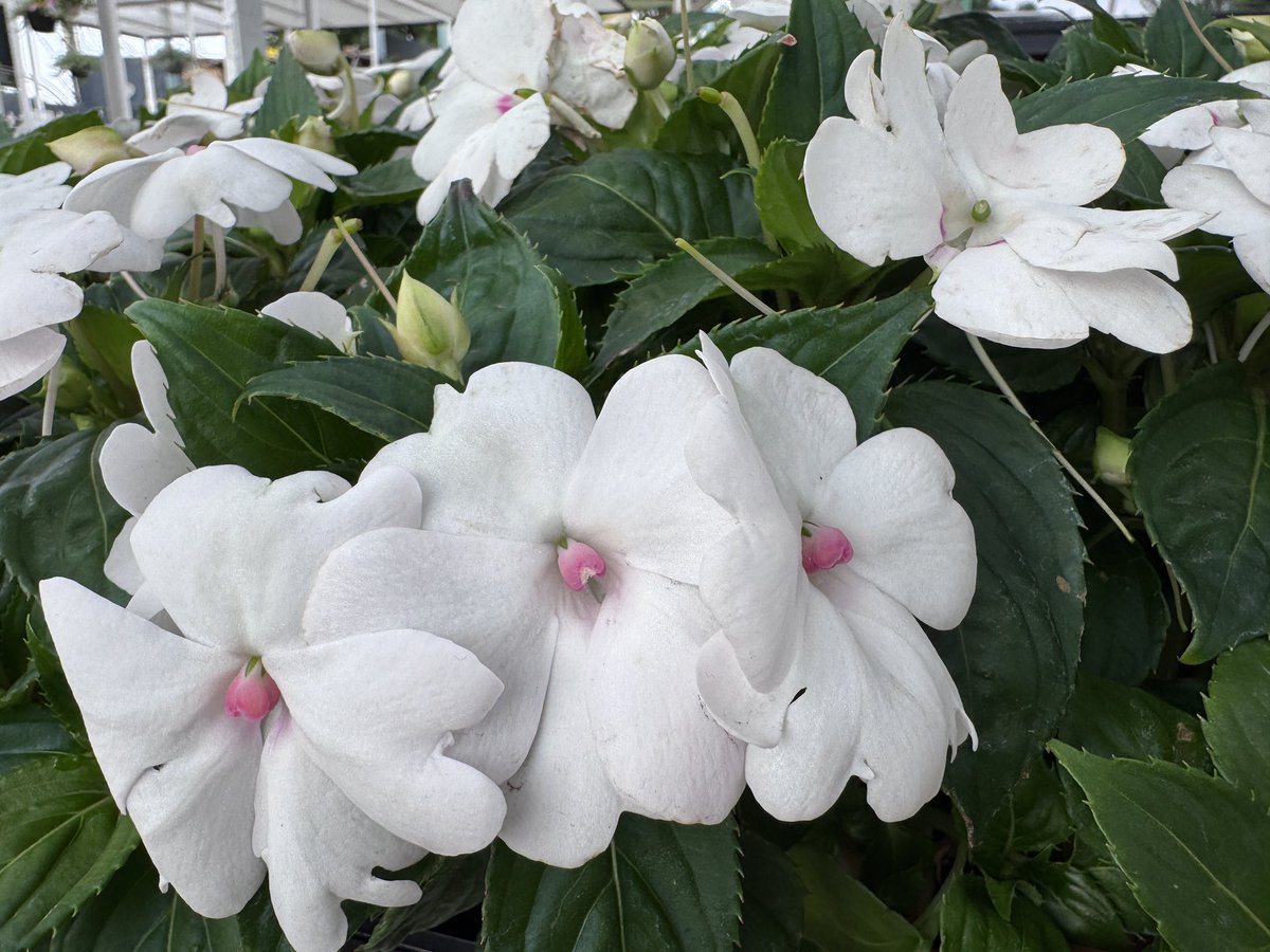 EckardsGarden's tweet photo. The impatiens Solarscape are just what you need for a mostly shady spot. White flowers stand out in the shade but also in the moonlight. So for evening entertainment areas white flowers are a great option and they’ll match any colour scheme 🌸 #eckardsgarden https://t.co/ytVV3FosCQ