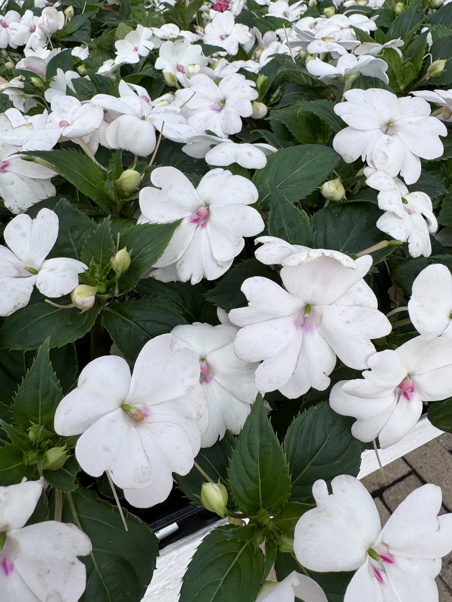 EckardsGarden's tweet photo. The impatiens Solarscape are just what you need for a mostly shady spot. White flowers stand out in the shade but also in the moonlight. So for evening entertainment areas white flowers are a great option and they’ll match any colour scheme 🌸 #eckardsgarden https://t.co/ytVV3FosCQ